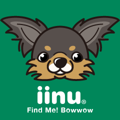 iinu - Long Coat Chihuahua