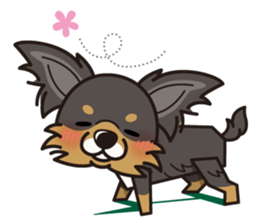 iinu  - Long Coat Chihuahua sticker #1855319