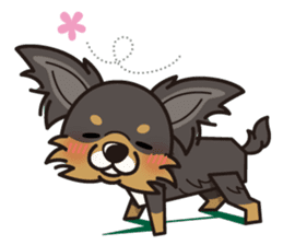 iinu - Long Coat Chihuahua sticker #1855319
