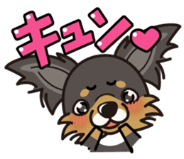 iinu  - Long Coat Chihuahua sticker #1855320