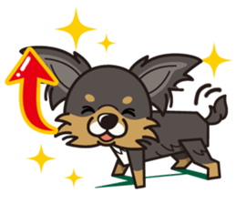 iinu  - Long Coat Chihuahua sticker #1855321