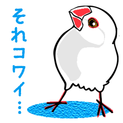 Life of Java sparrow's