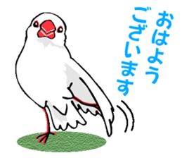 Life of Java sparrow's sticker #1872485