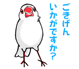 Life of Java sparrow's sticker #1872486