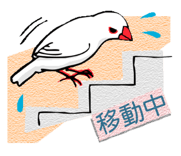 Life of Java sparrow's sticker #1872488
