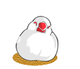 Life of Java sparrow's sticker #1872513
