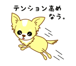 Now chihuahua sticker #1900305