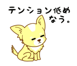 Now chihuahua sticker #1900306