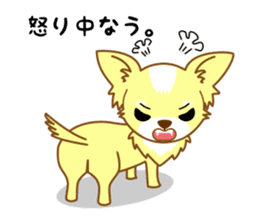 Now chihuahua sticker #1900315