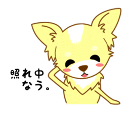 Now chihuahua sticker #1900323