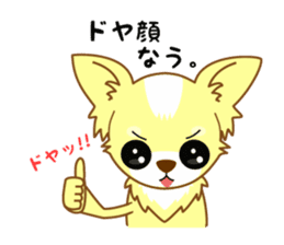Now chihuahua sticker #1900328