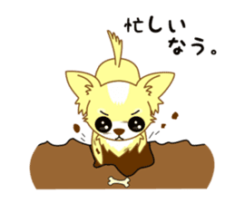 Now chihuahua sticker #1900332