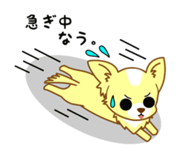 Now chihuahua sticker #1900333