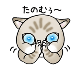 Blue eyes cat "Maiko" & "Ataru" vol.2 sticker #1903584