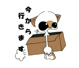 wise cat sticker #1916368