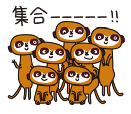 Meerkat club sticker #1924957