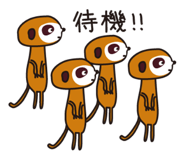 Meerkat club sticker #1924958