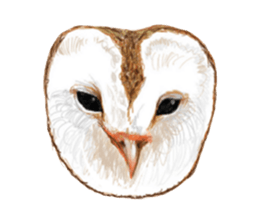 barn owl named Gizmo sticker #1930919