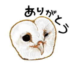 barn owl named Gizmo sticker #1930922