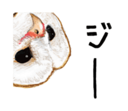 barn owl named Gizmo sticker #1930930