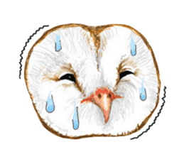 barn owl named Gizmo sticker #1930934