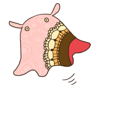 flapjack octopus