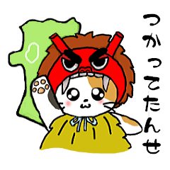 Tortoiseshell cat chii (Akita valve)