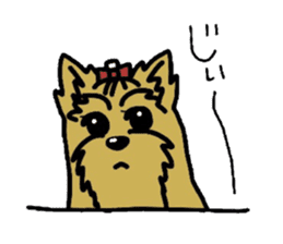 Yorkie every day sticker #1997174