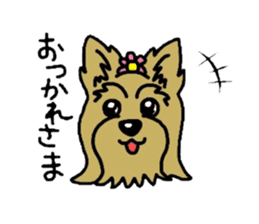 Yorkie every day sticker #1997185