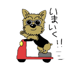 Yorkie every day sticker #1997189