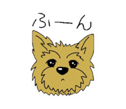 Yorkie every day sticker #1997190