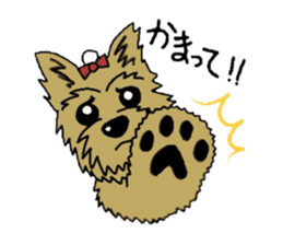 Yorkie every day sticker #1997193