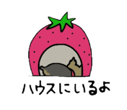 Yorkie every day sticker #1997204