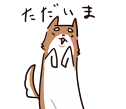 Japanese midget Shiba to drive sticker #2007758