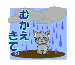 sticker of yorkshire terrier(yorkie) sticker #2012911