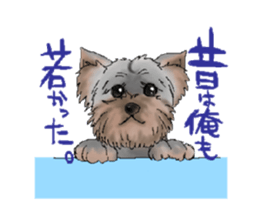 sticker of yorkshire terrier(yorkie) sticker #2012915