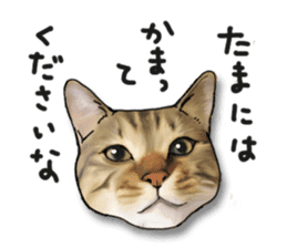 Futaro The Cat "Okawari" sticker #2036378