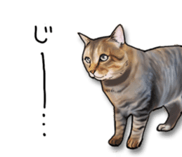 Futaro The Cat "Okawari" sticker #2036382