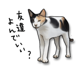 Futaro The Cat "Okawari" sticker #2036393