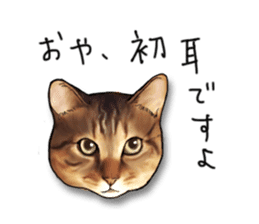 Futaro The Cat "Okawari" sticker #2036402