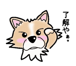 The long coat Chihuahua called coco. sticker #2044416