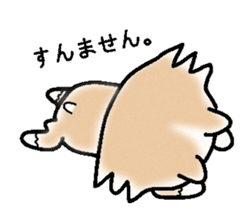 The long coat Chihuahua called coco. sticker #2044426