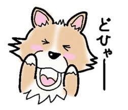 The long coat Chihuahua called coco. sticker #2044427