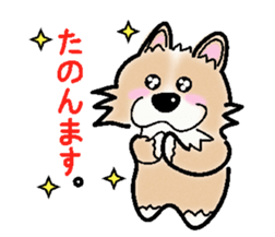 The long coat Chihuahua called coco. sticker #2044432