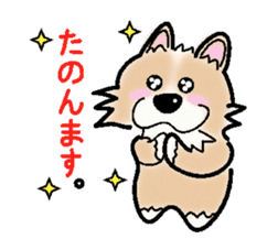 The long coat Chihuahua called coco. sticker #2044432