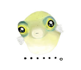 Dwarf pufferfish fugupan sticker #2053733