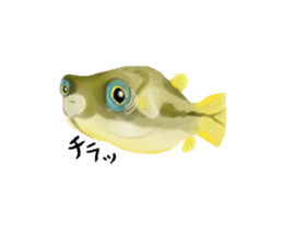 Dwarf pufferfish fugupan sticker #2053743