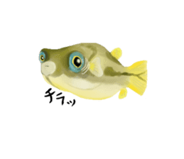 Dwarf pufferfish fugupan sticker #2053743