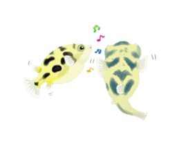 Dwarf pufferfish fugupan sticker #2053761