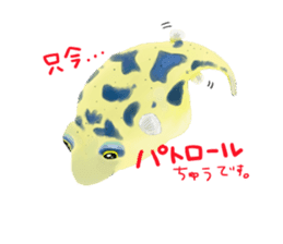 Dwarf pufferfish fugupan sticker #2053762